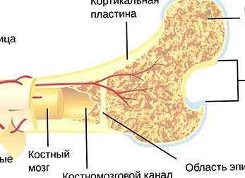 Строение костной ткани человека