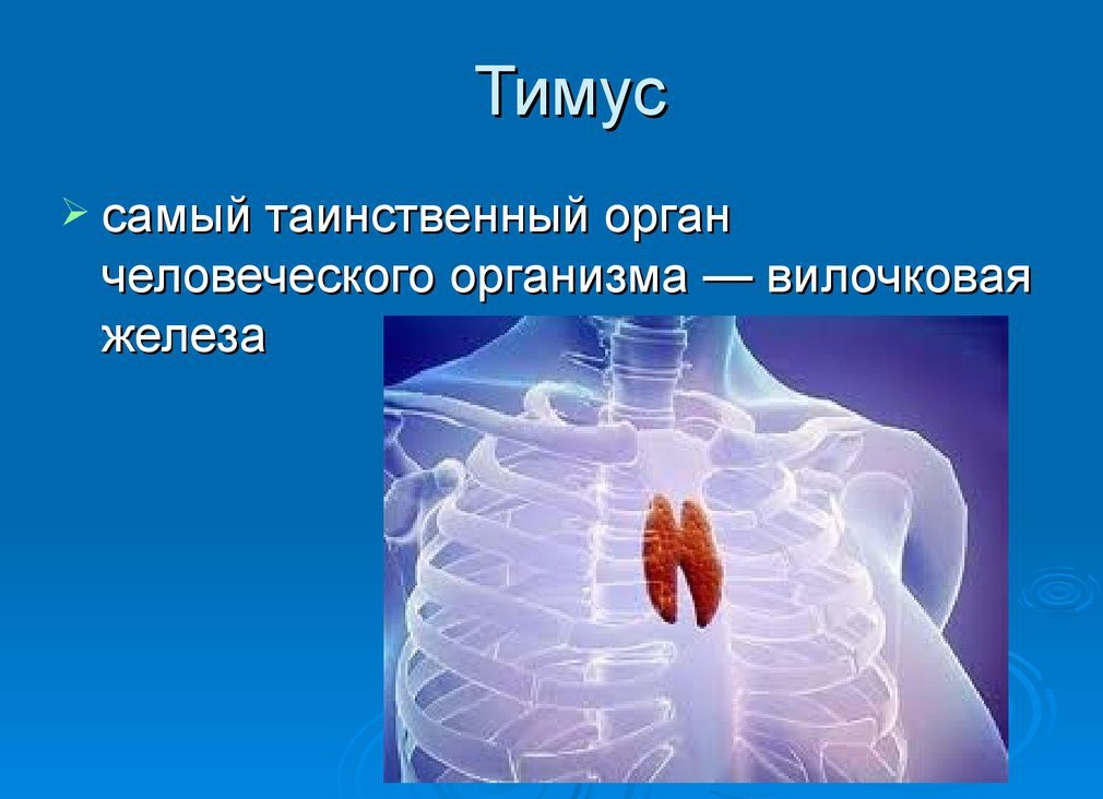 Вилочковая железа у детей: что это такое, причины увеличения тимуса