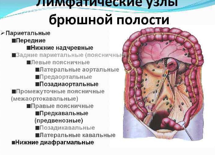 Увеличены лимфоузлы в брюшной полости у ребенка: причины и лечение